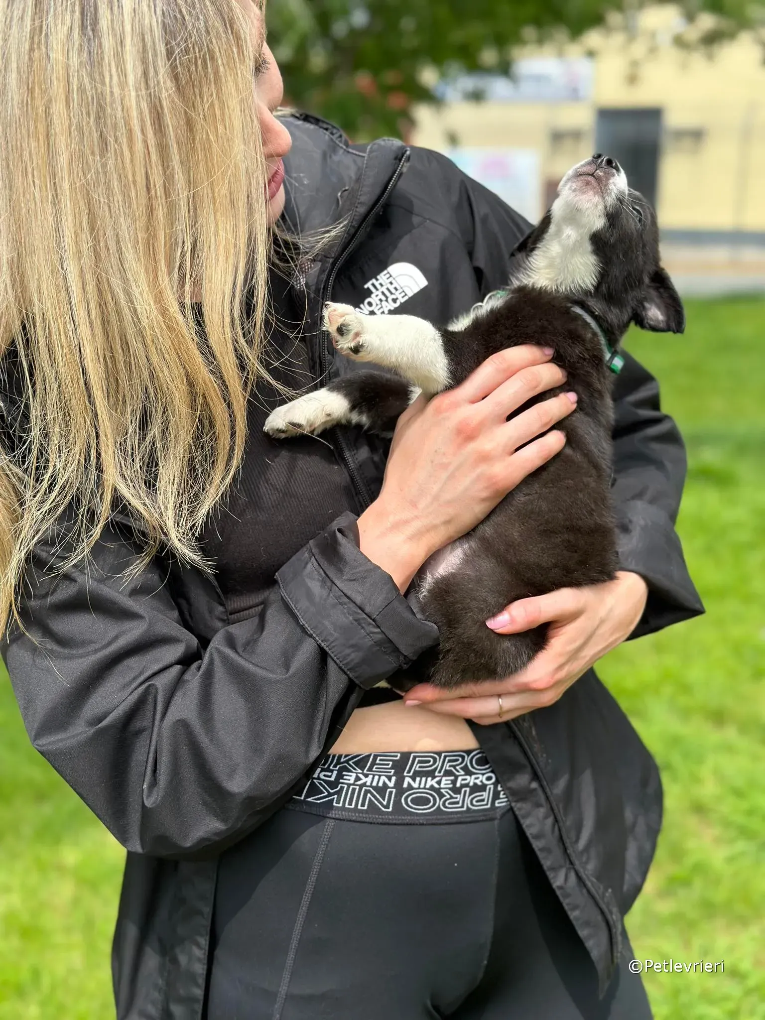 wesley adozione greyhound petlevrieri 01