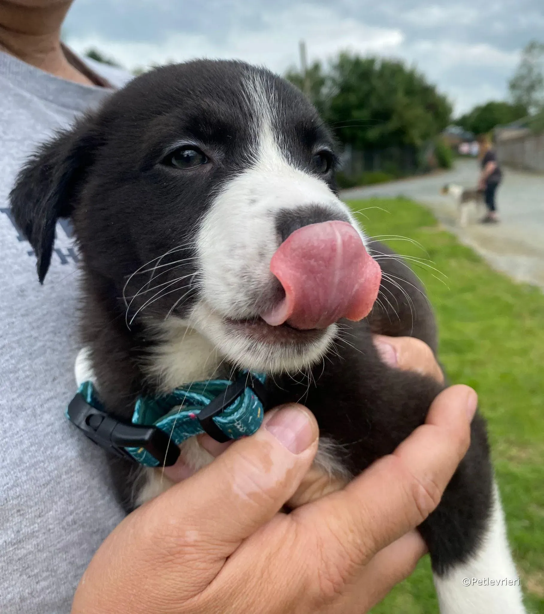 wesley adozione greyhound petlevrieri 03 1