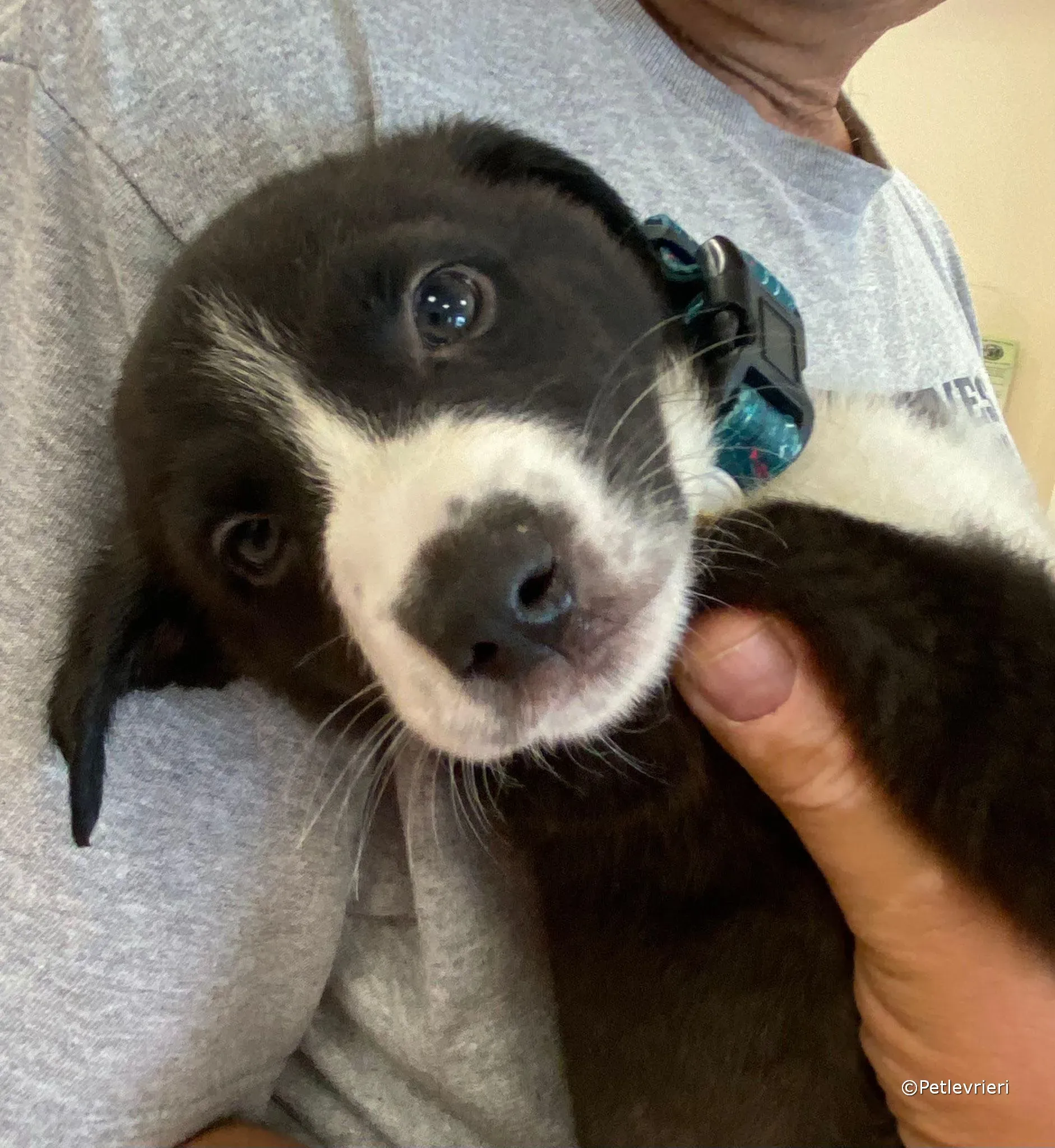 wesley adozione greyhound petlevrieri 04 1