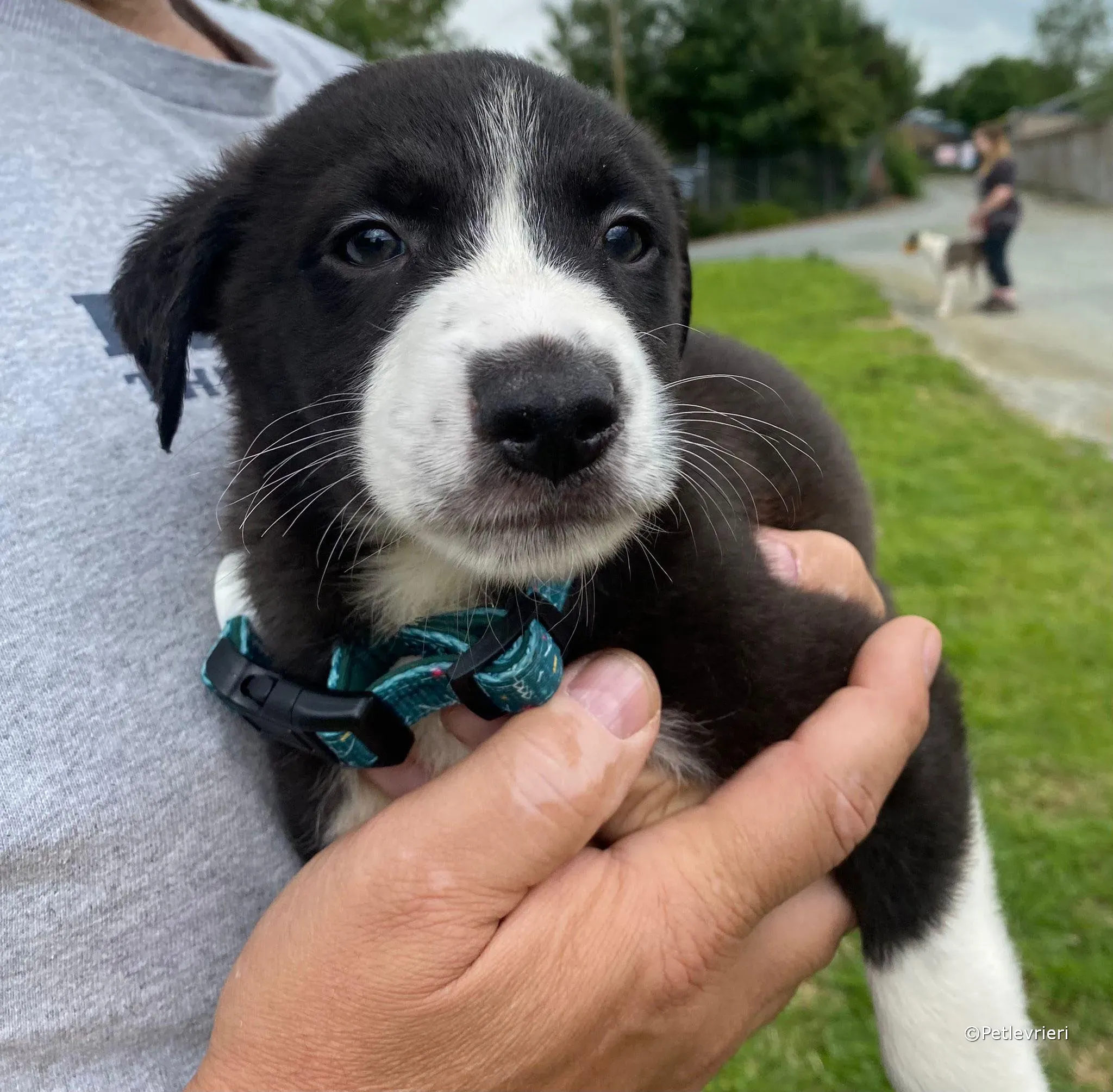 wesley adozione greyhound petlevrieri 05 1