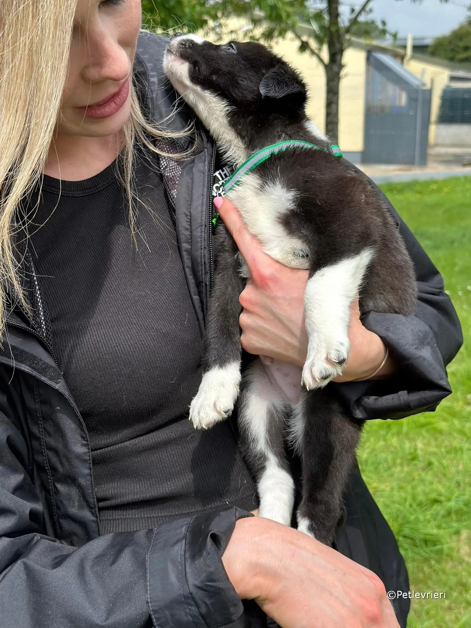 wesley adozione greyhound petlevrieri 05