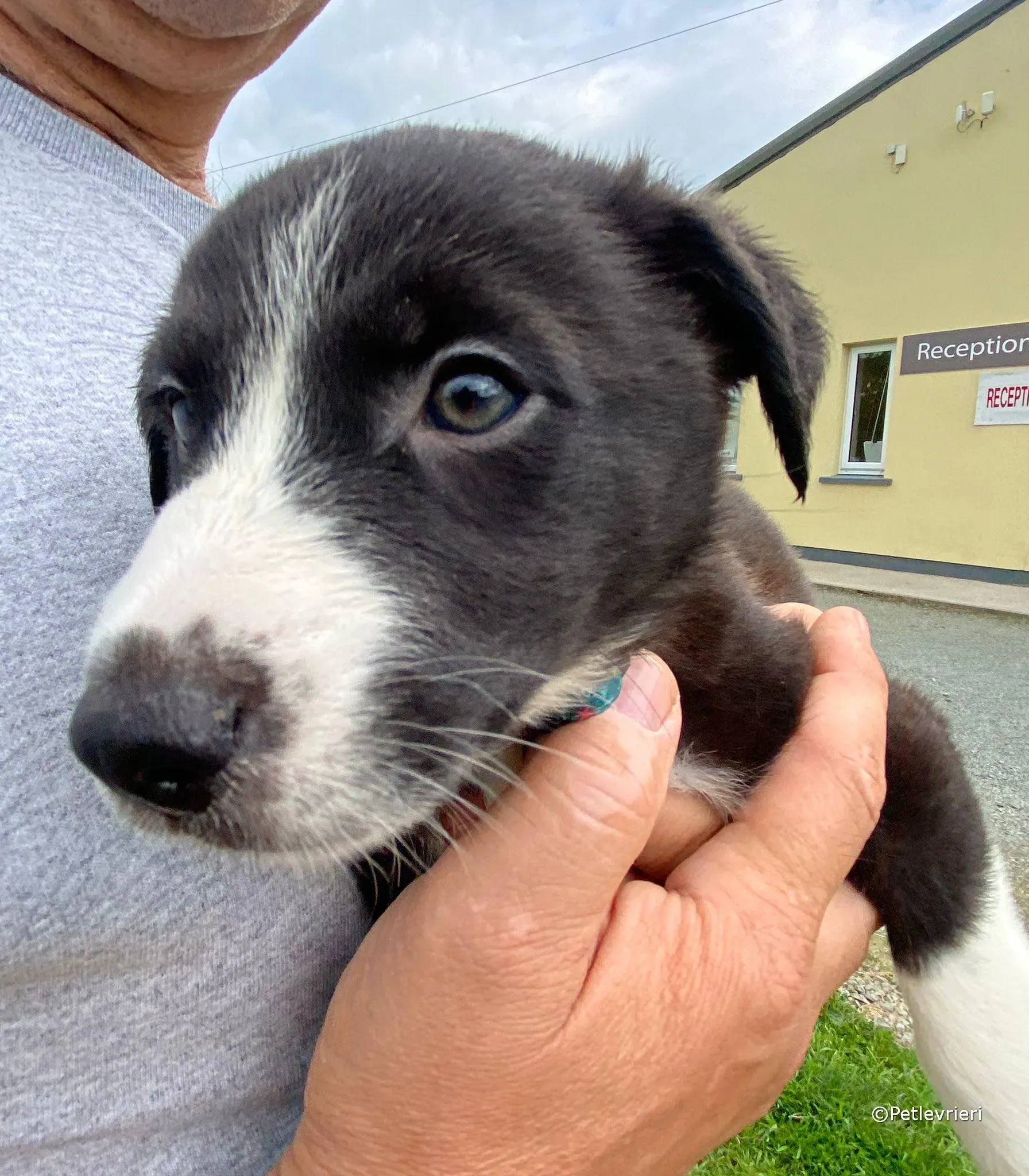 wesley adozione greyhound petlevrieri 06 1