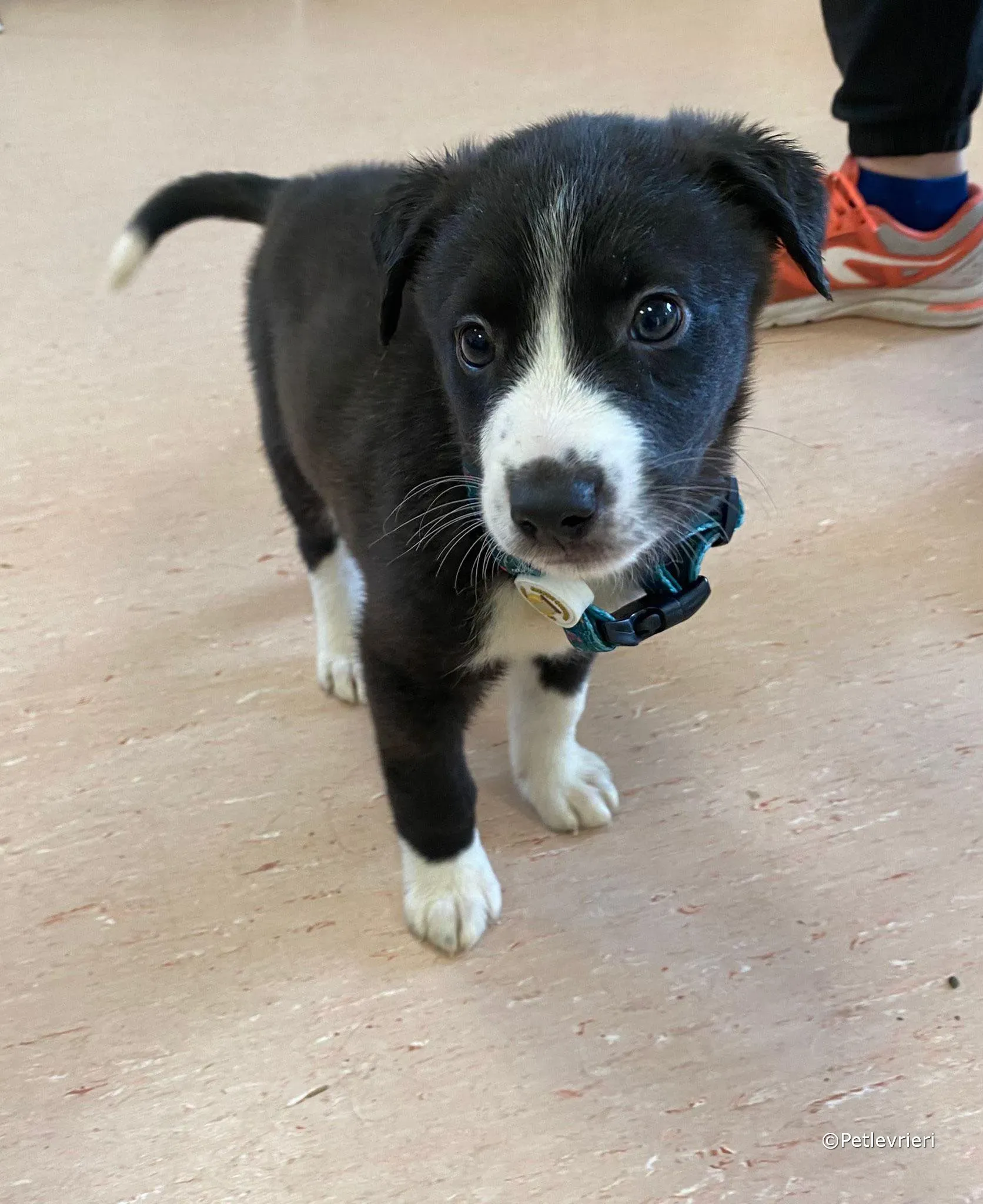 wesley adozione greyhound petlevrieri 07