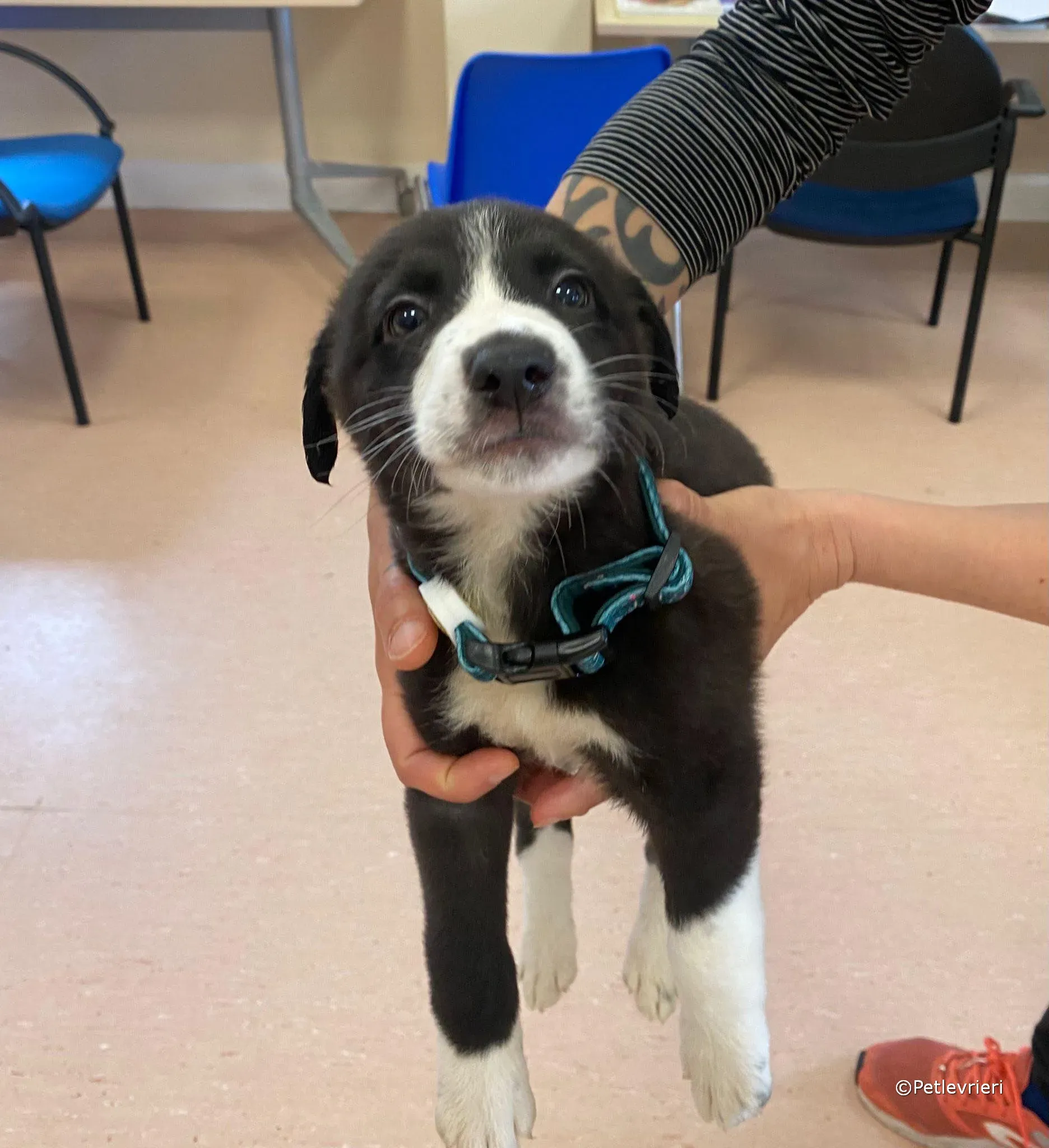 wesley adozione greyhound petlevrieri 08