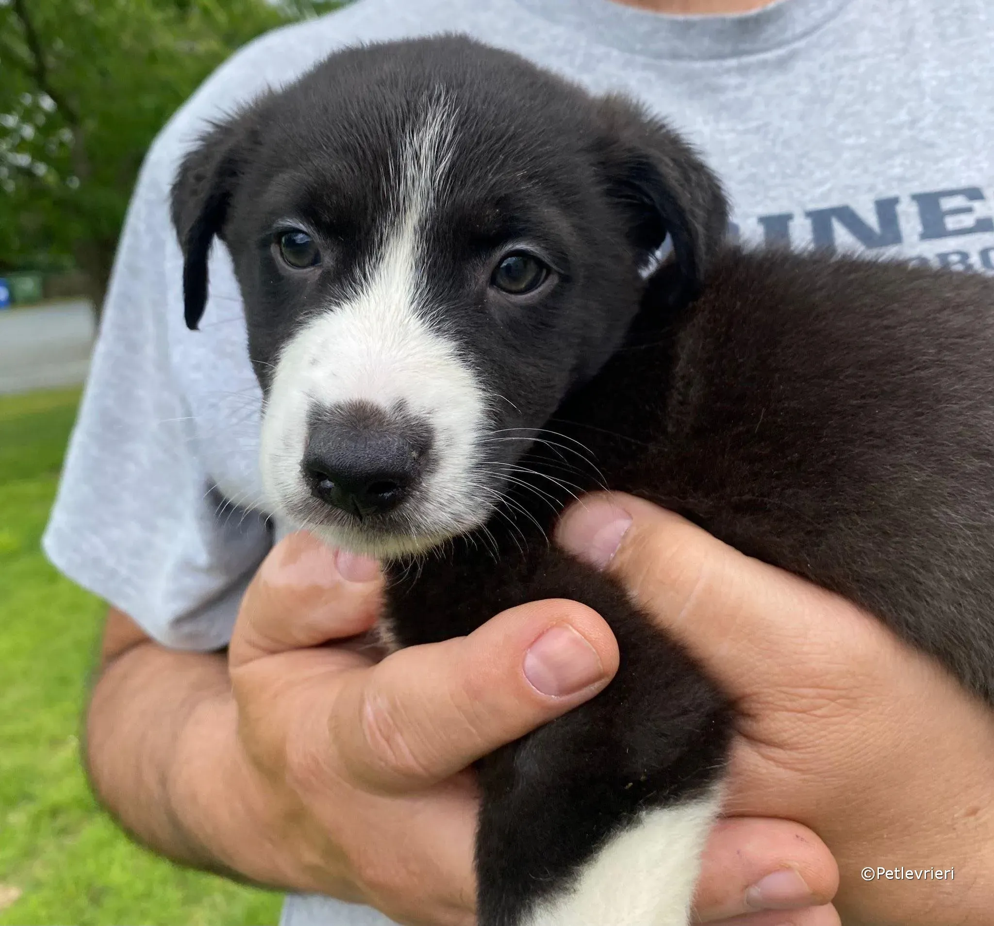 wesley adozione greyhound petlevrieri 09 1