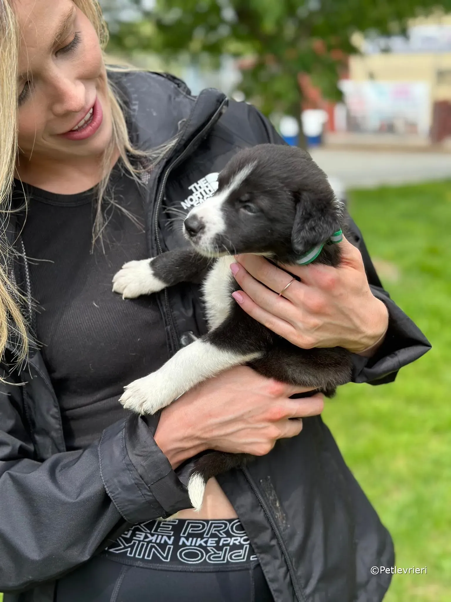 wesley adozione greyhound petlevrieri 10