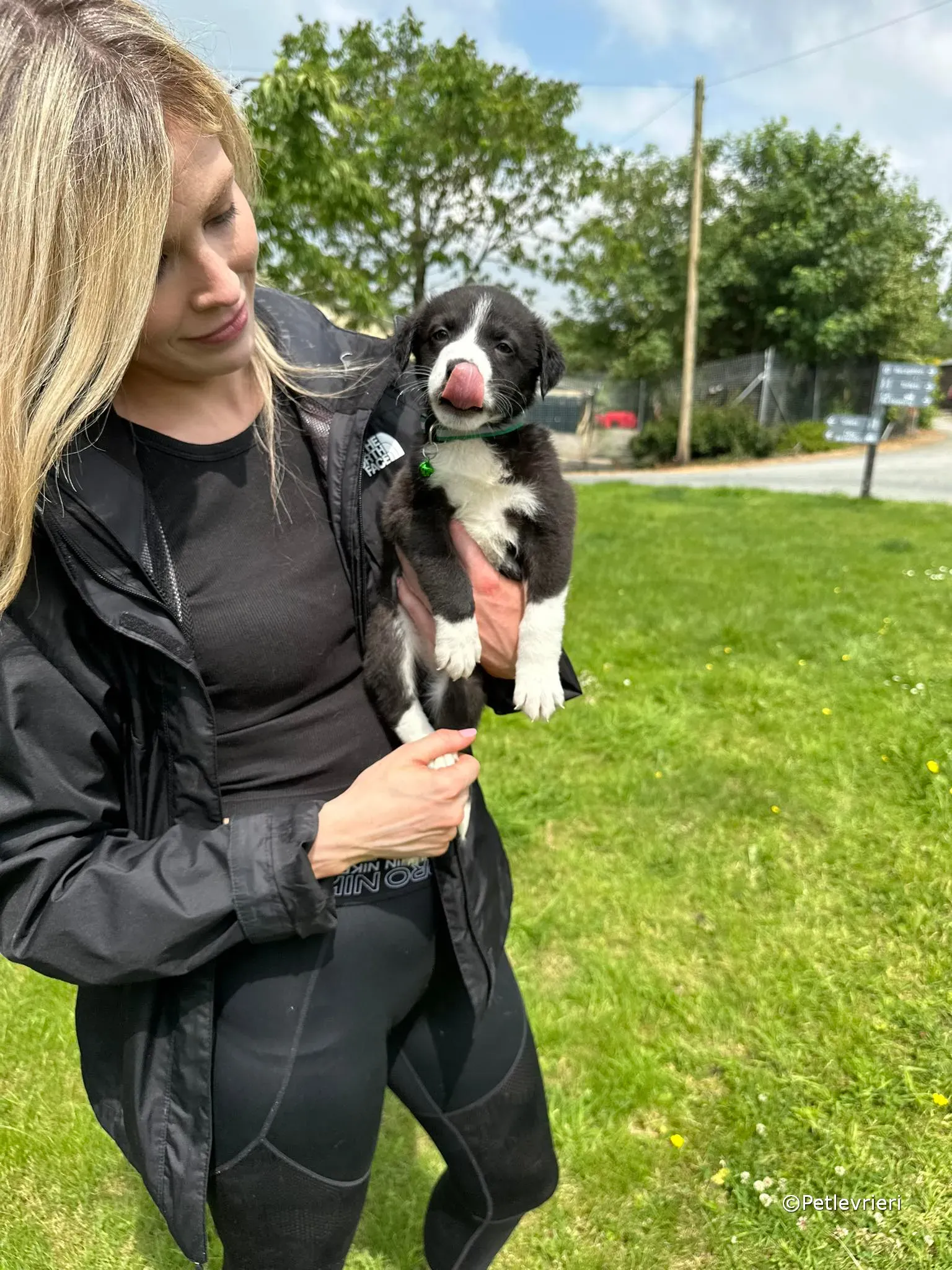 wesley adozione greyhound petlevrieri 13