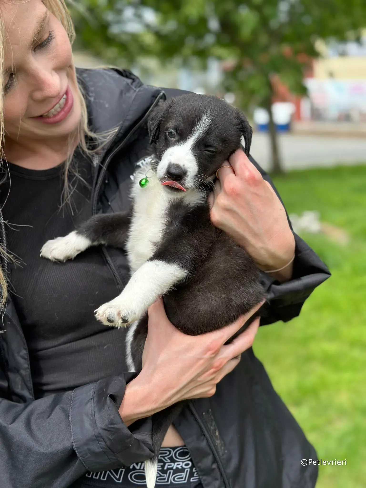 wesley adozione greyhound petlevrieri 15