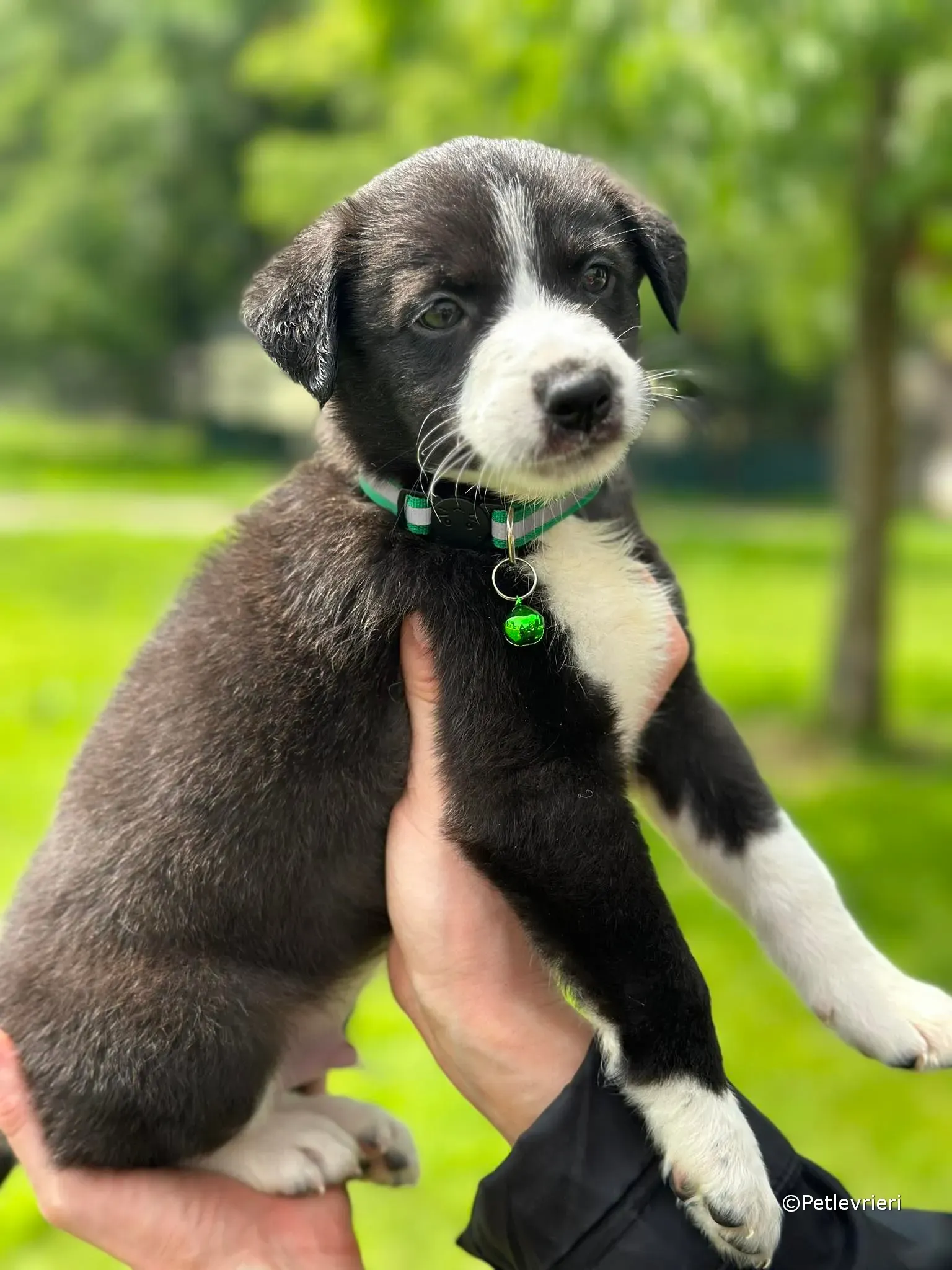 wesley adozione greyhound petlevrieri 17