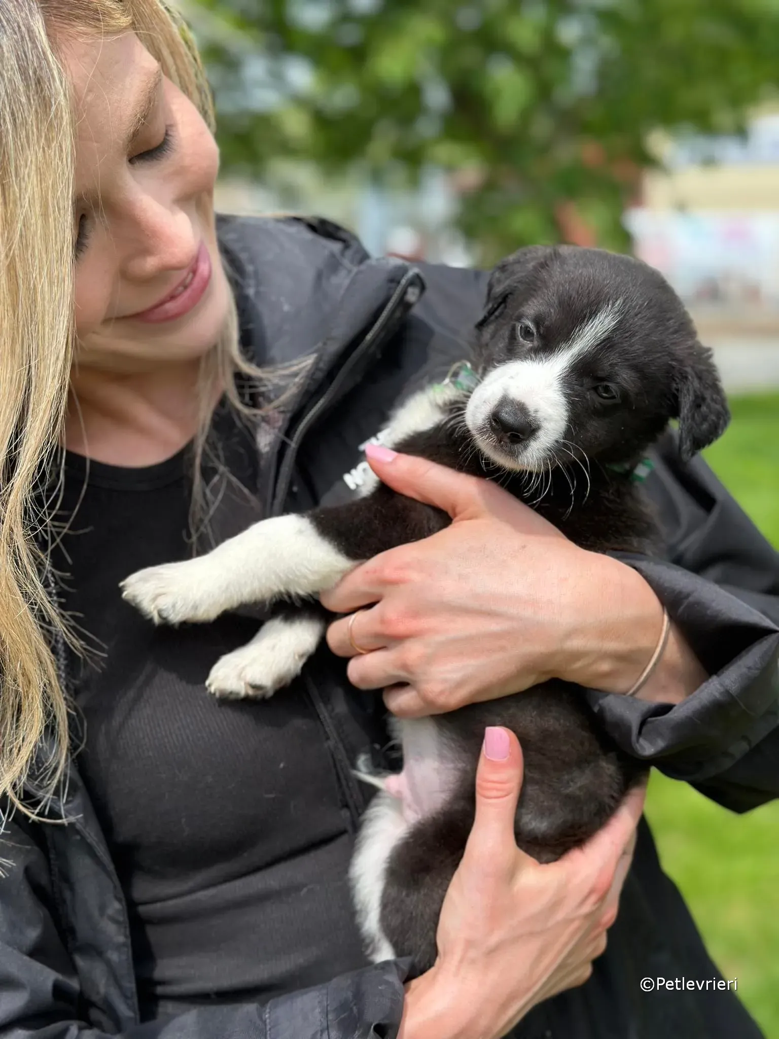 wesley adozione greyhound petlevrieri 18