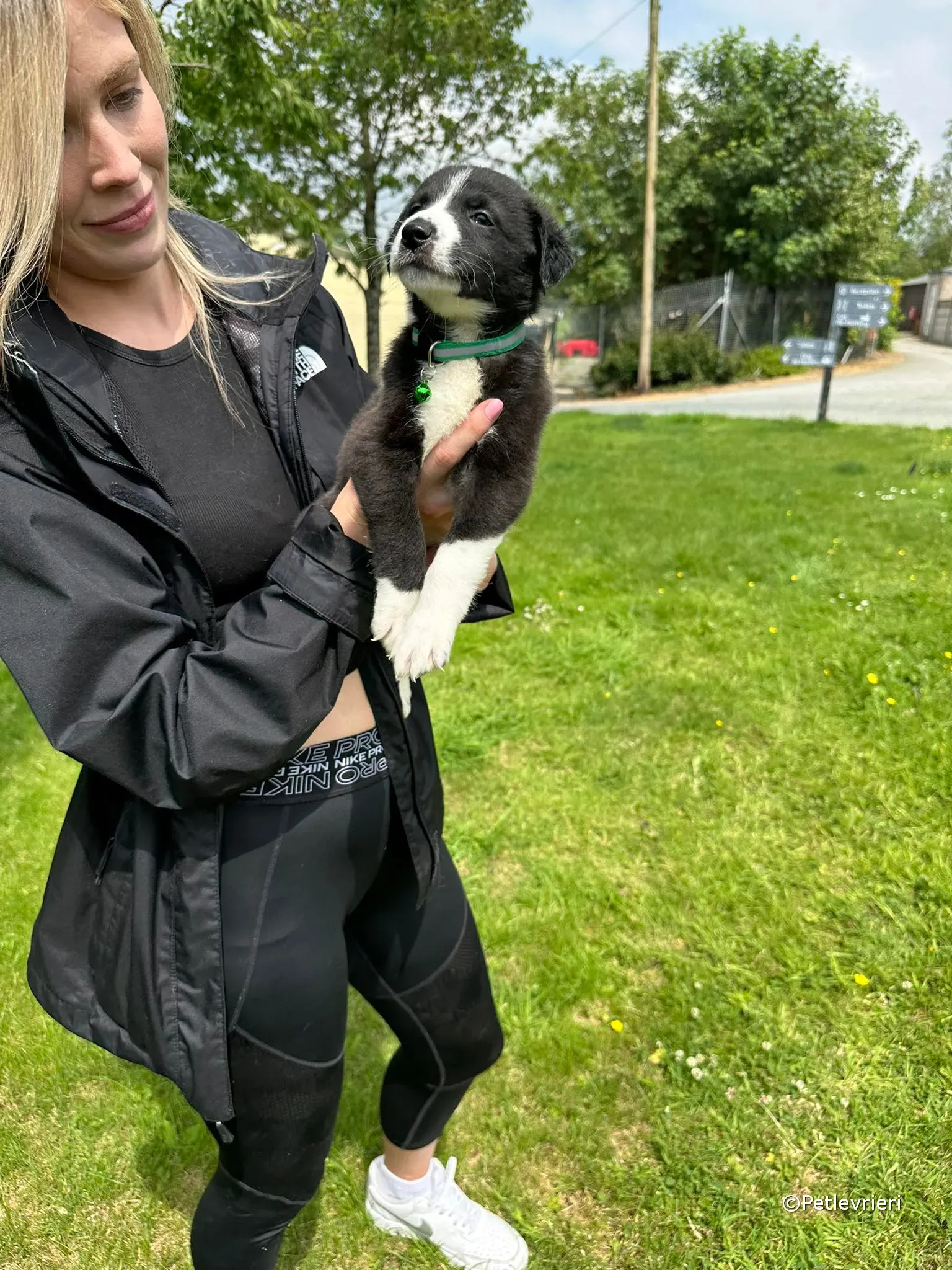 wesley adozione greyhound petlevrieri 19