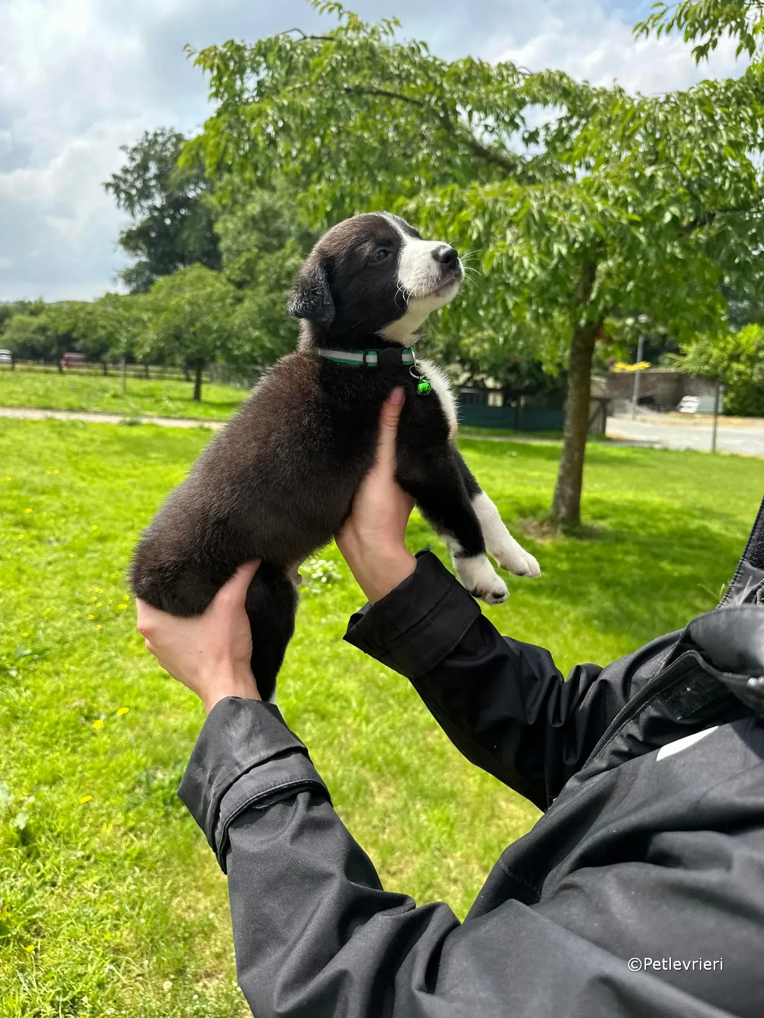 wesley adozione greyhound petlevrieri 21