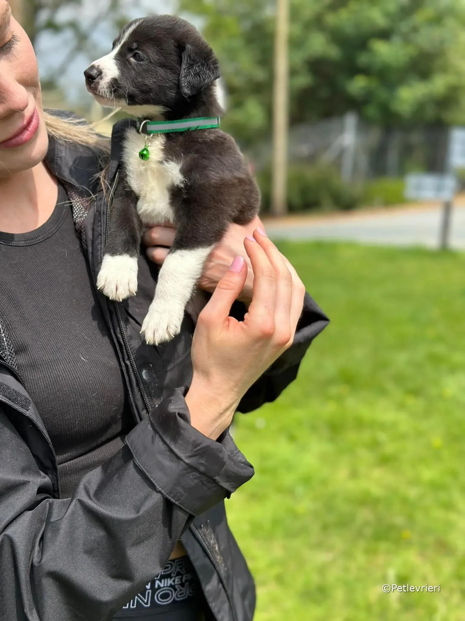 wesley adozione greyhound petlevrieri 22