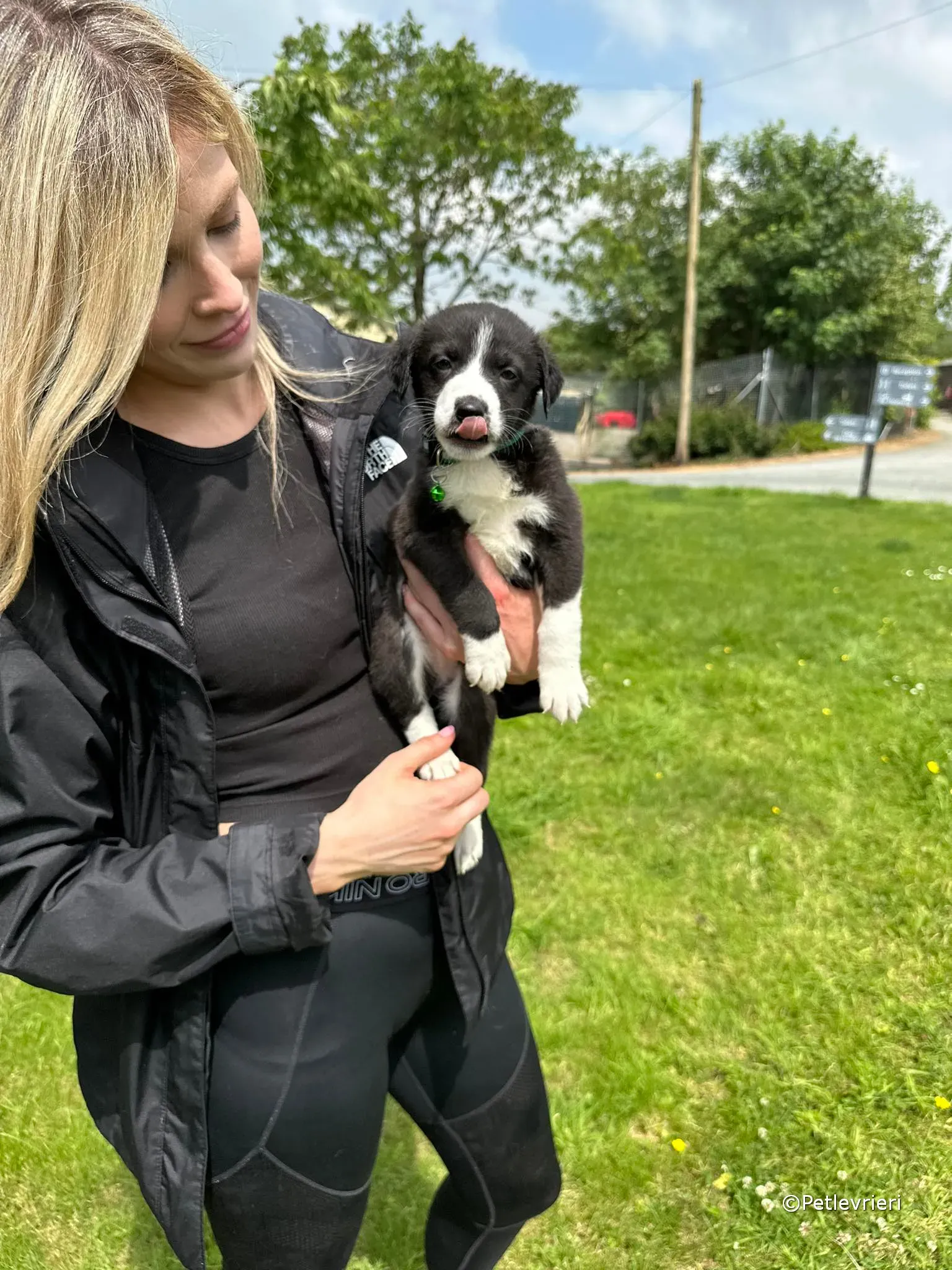 wesley adozione greyhound petlevrieri 23