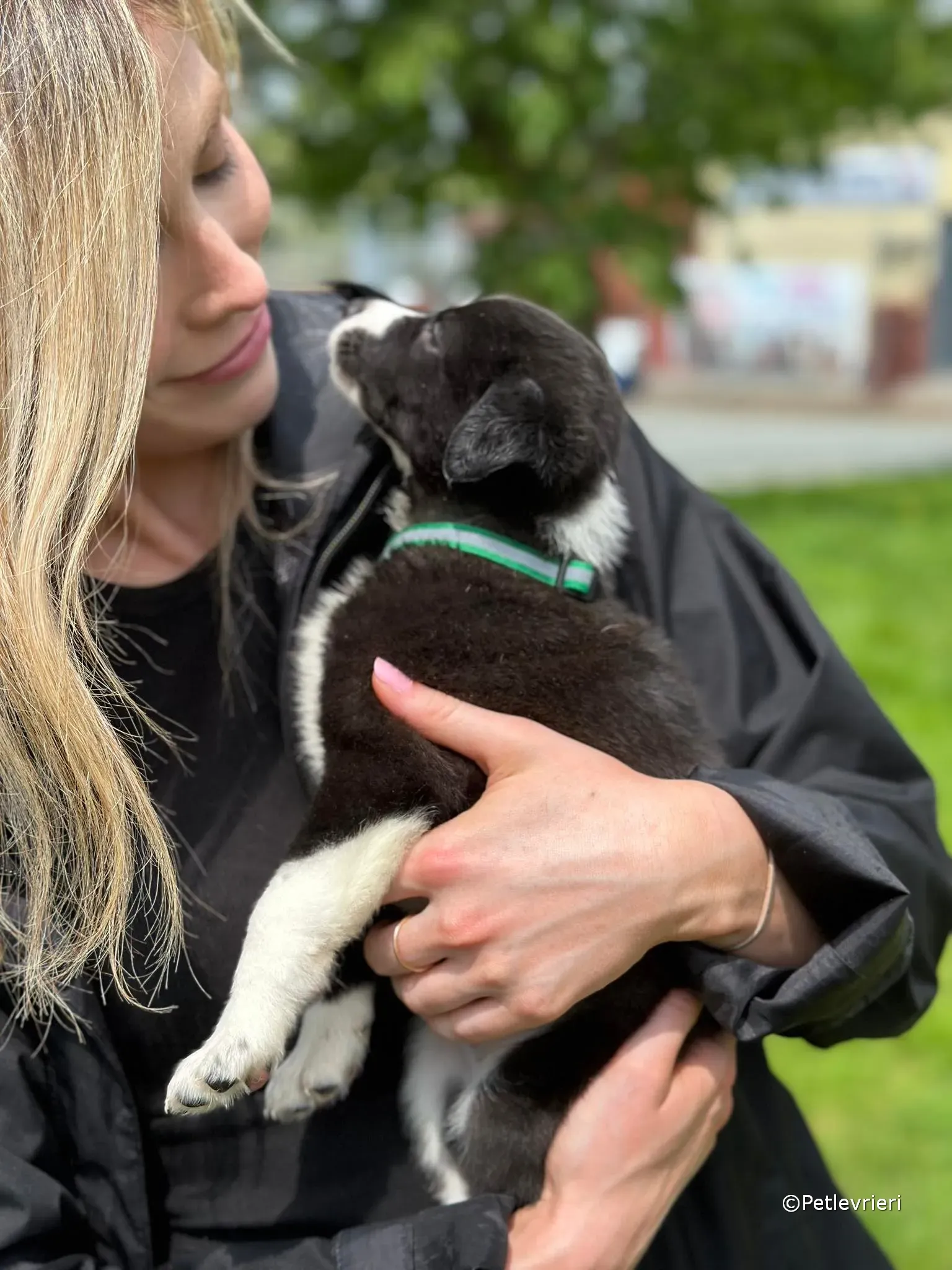 wesley adozione greyhound petlevrieri 24