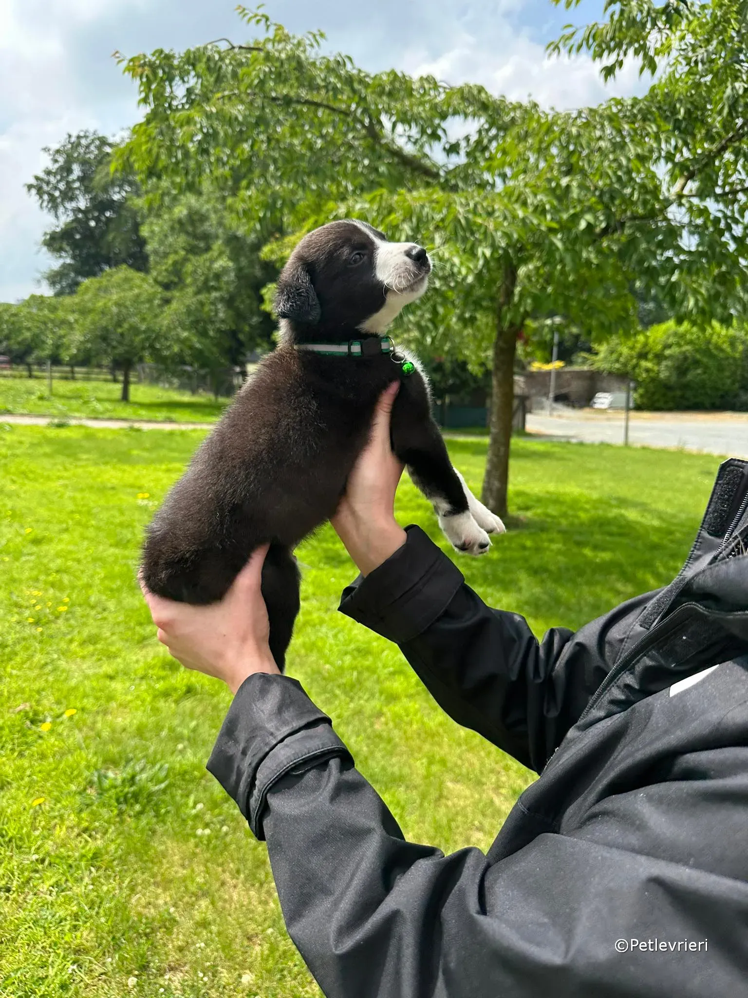 wesley adozione greyhound petlevrieri 25