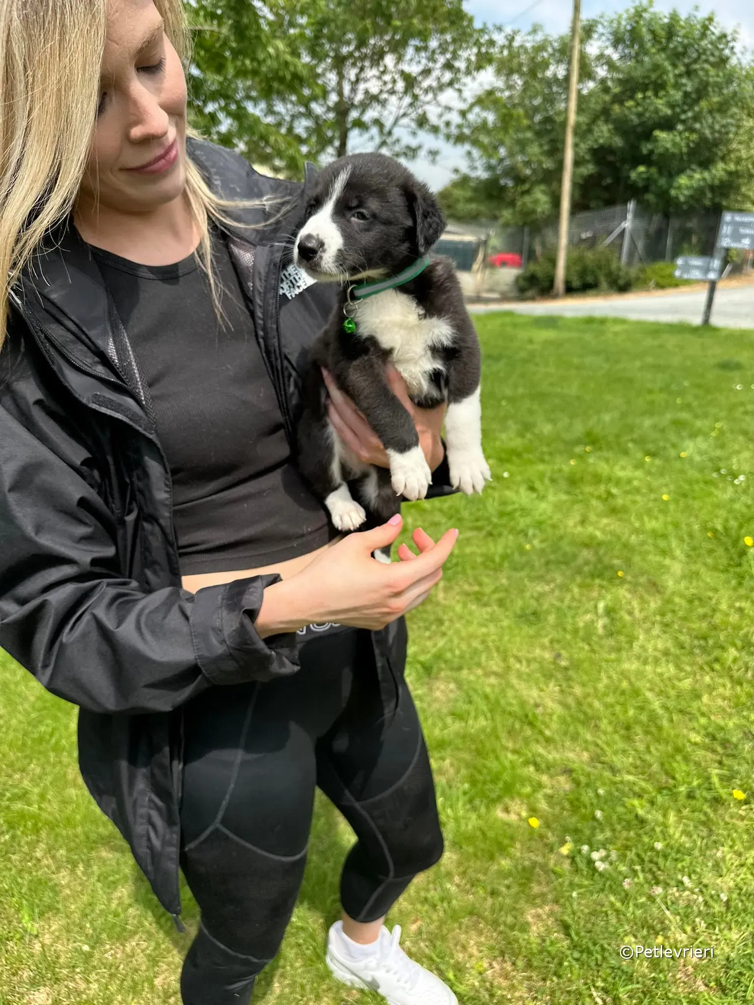 wesley adozione greyhound petlevrieri 26