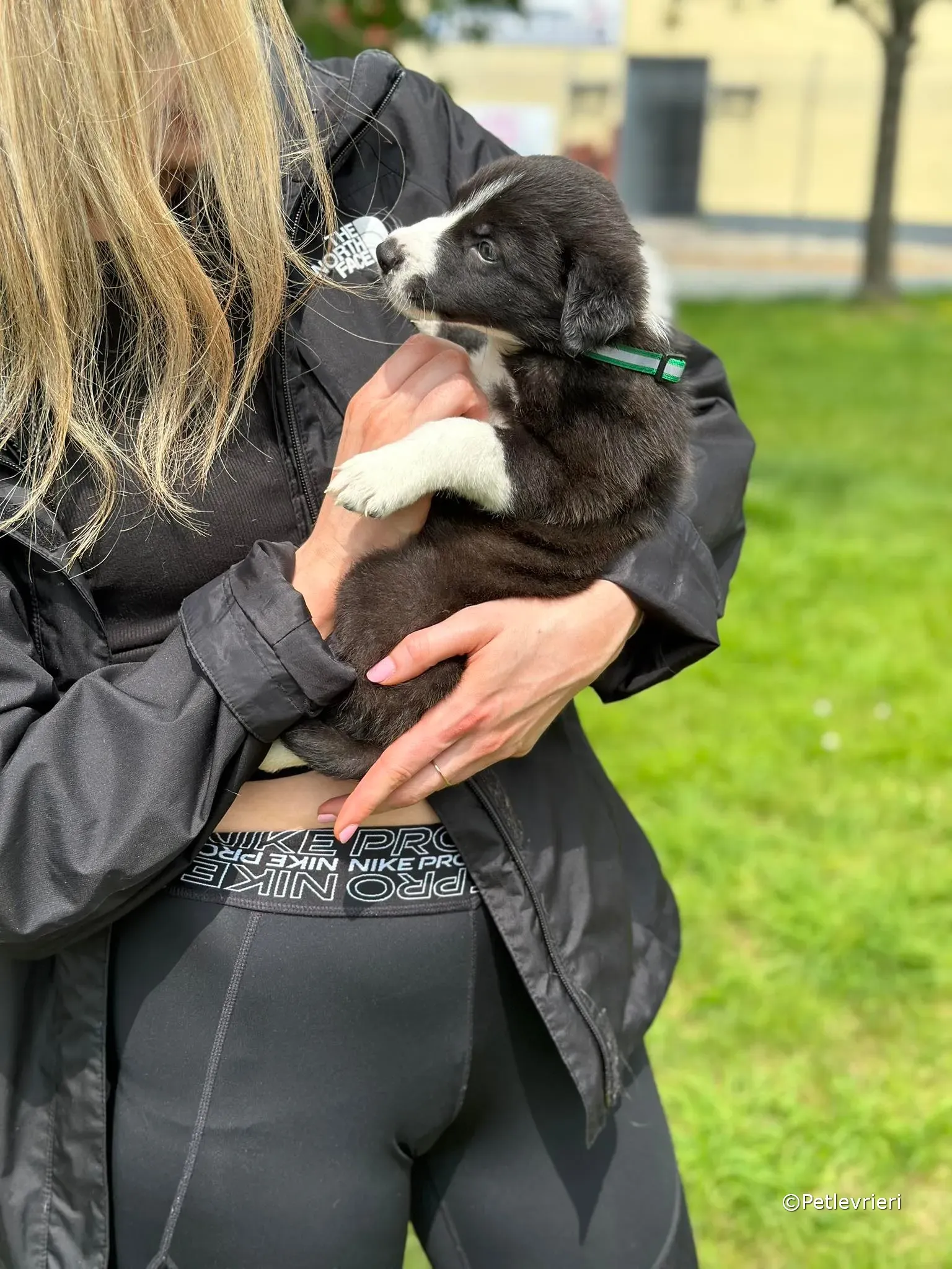 wesley adozione greyhound petlevrieri 27