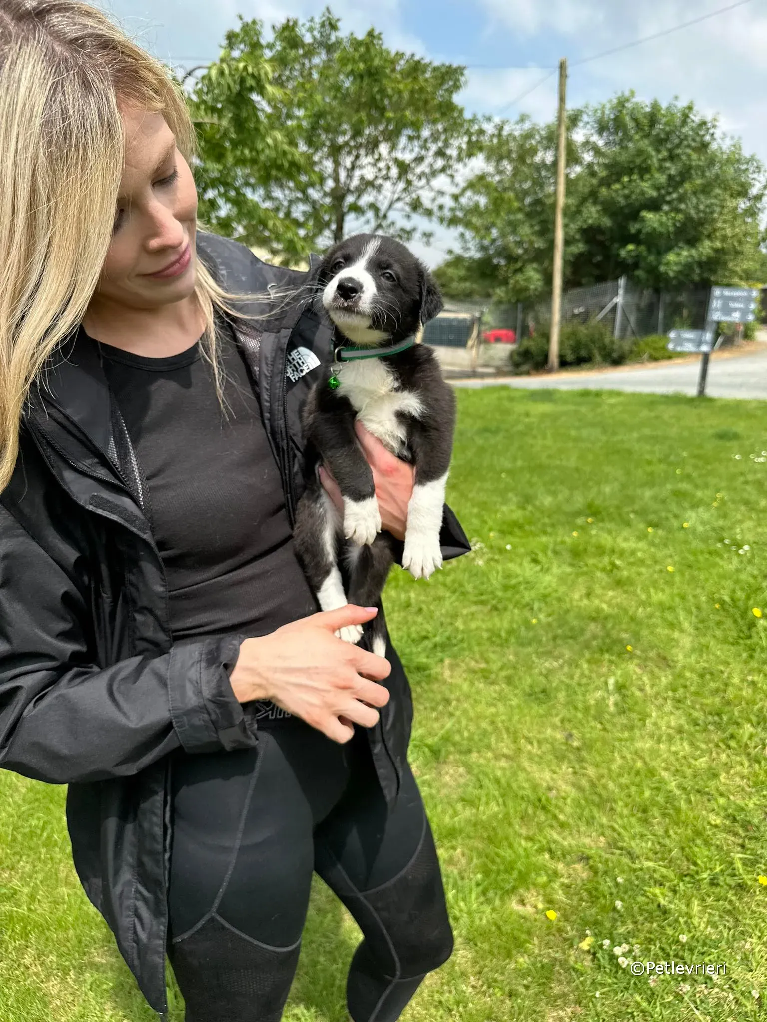 wesley adozione greyhound petlevrieri 28