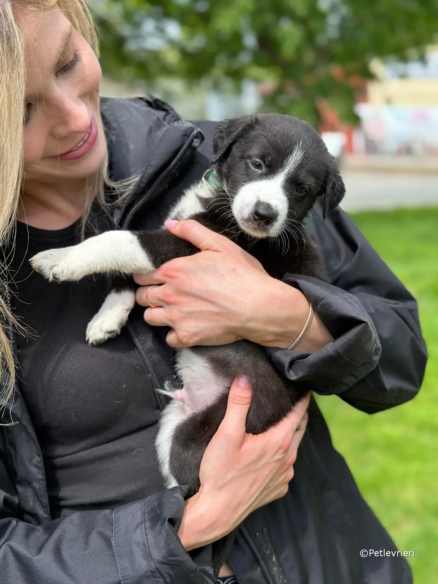 wesley adozione greyhound petlevrieri 29