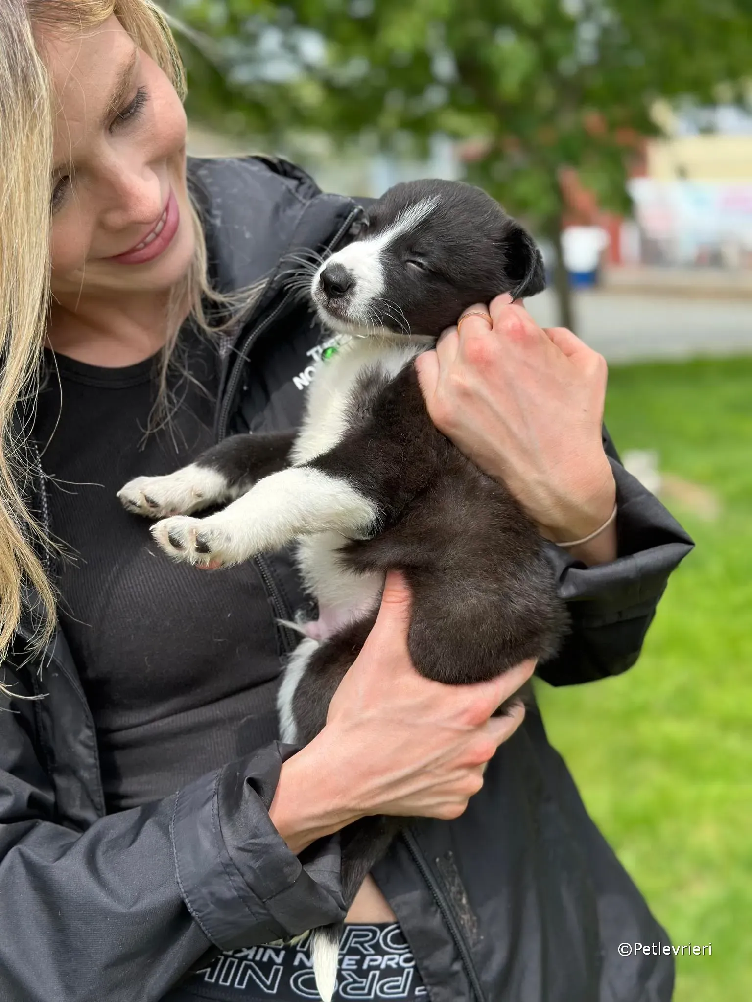 wesley adozione greyhound petlevrieri 31