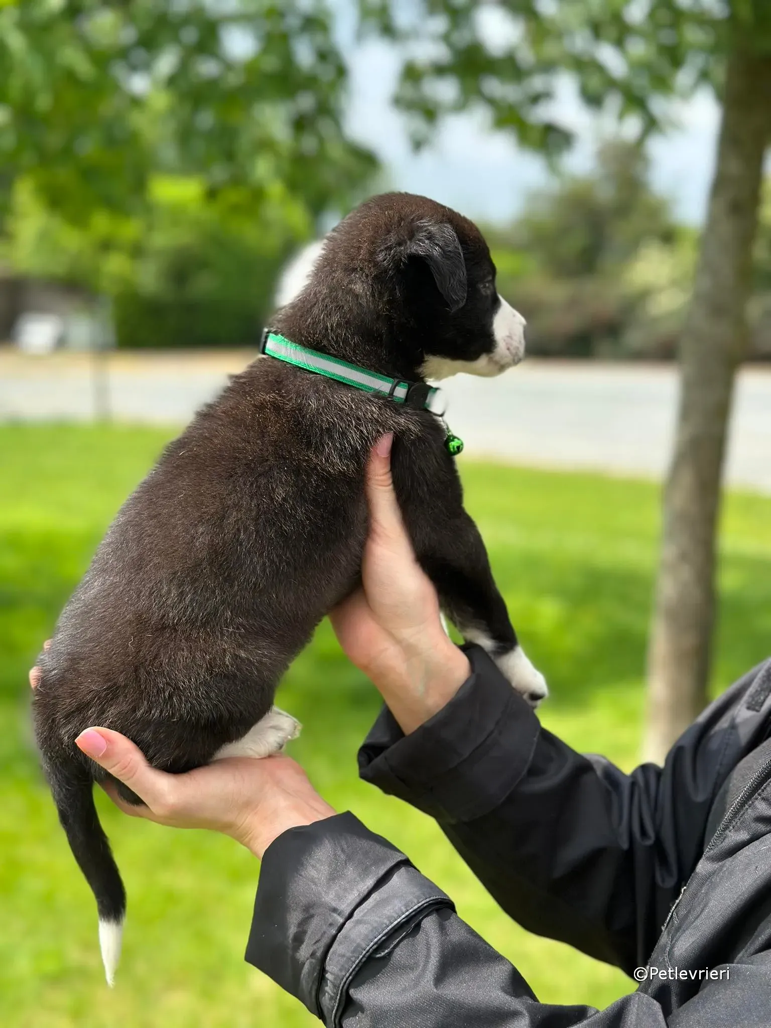 wesley adozione greyhound petlevrieri 34