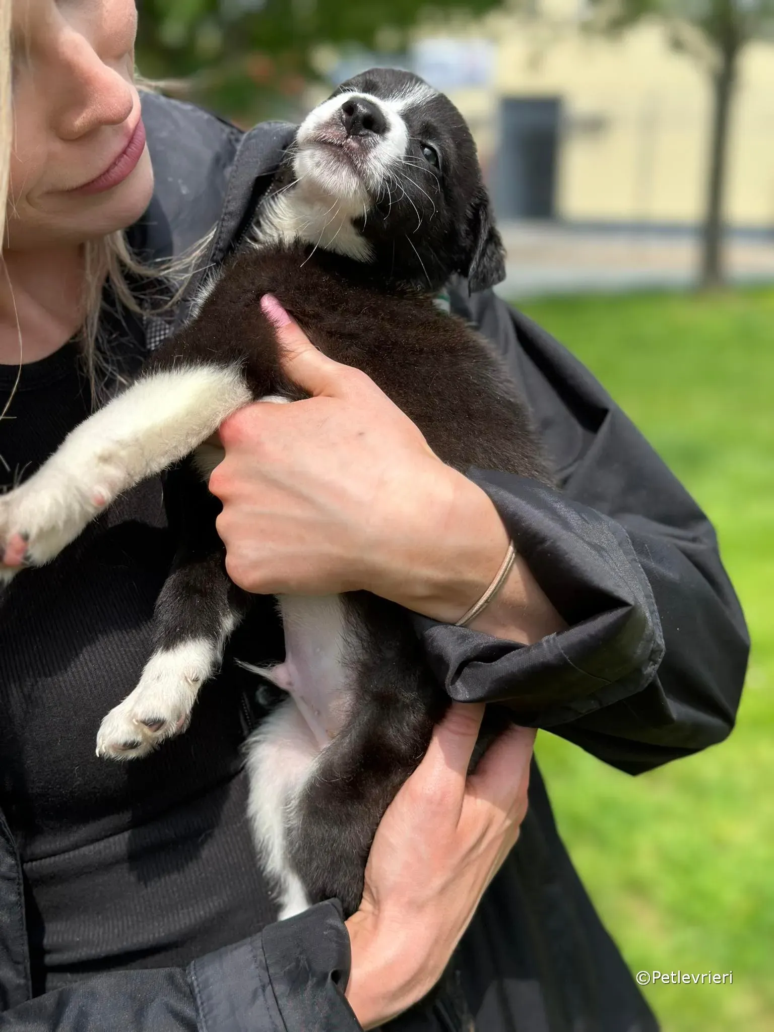 wesley adozione greyhound petlevrieri 35