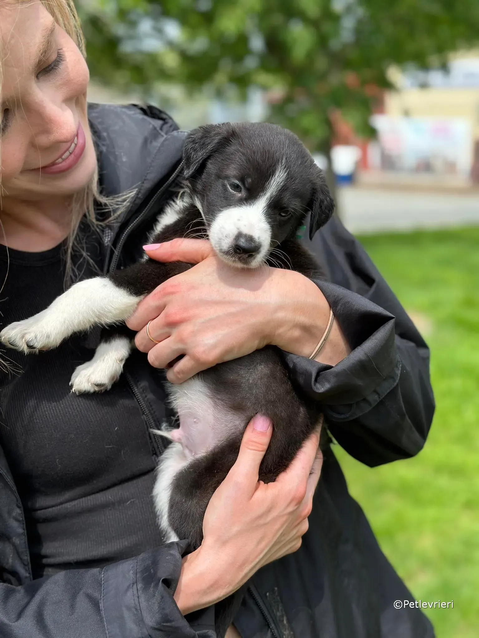 wesley adozione greyhound petlevrieri 36