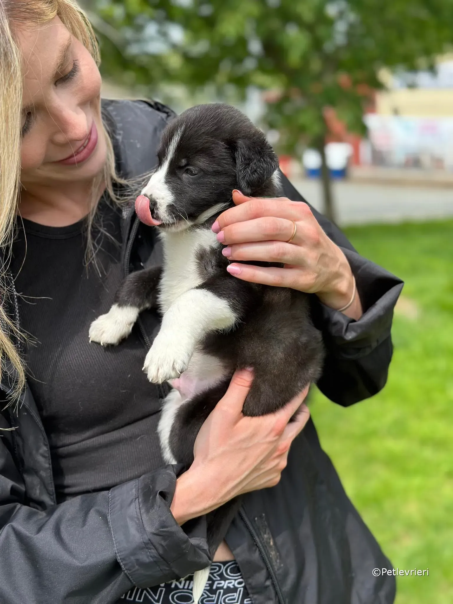 wesley adozione greyhound petlevrieri 39