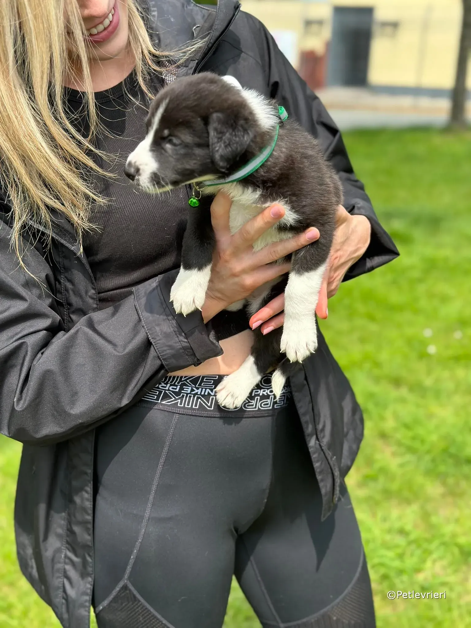 wesley adozione greyhound petlevrieri 40