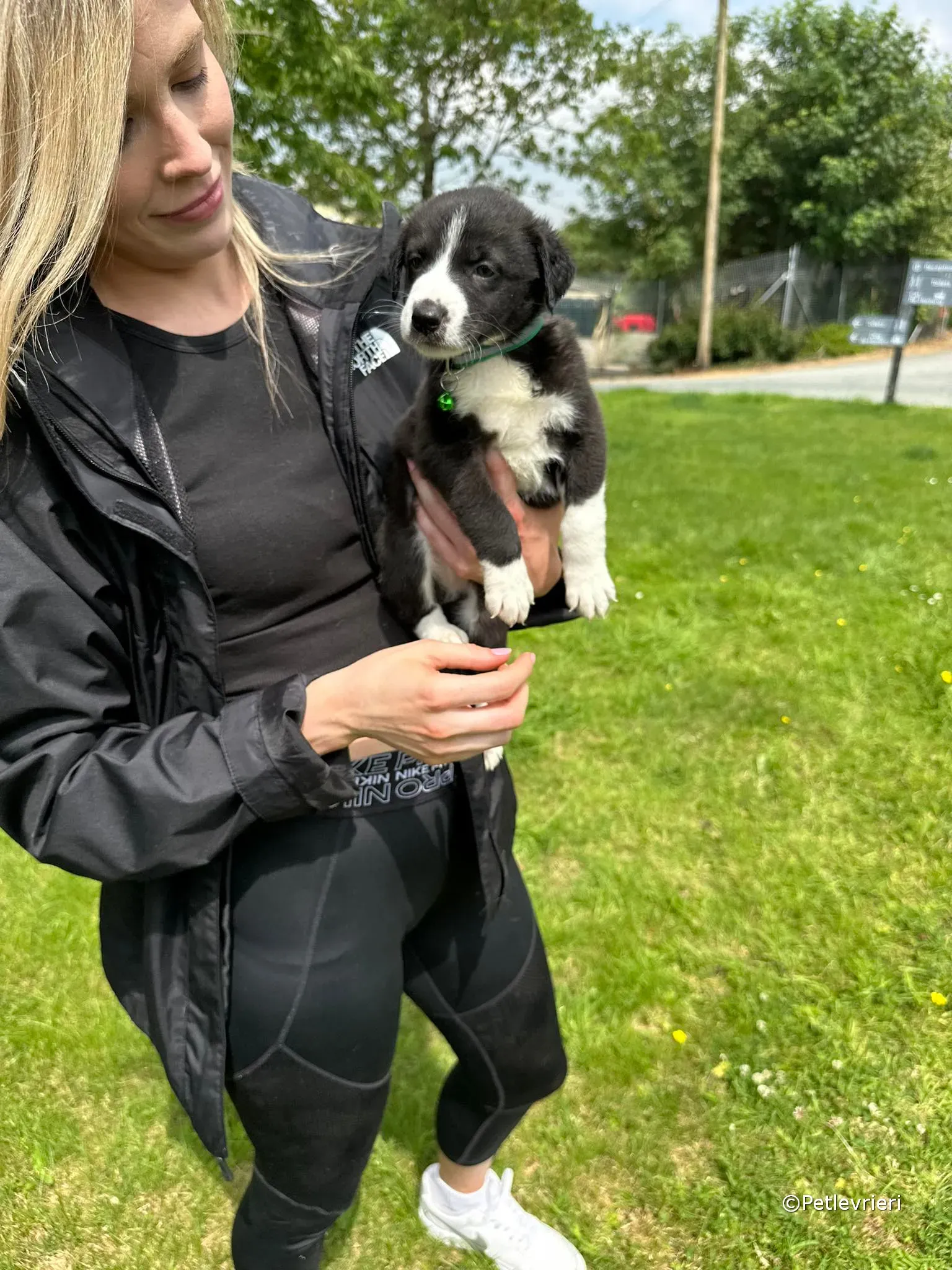 wesley adozione greyhound petlevrieri 41