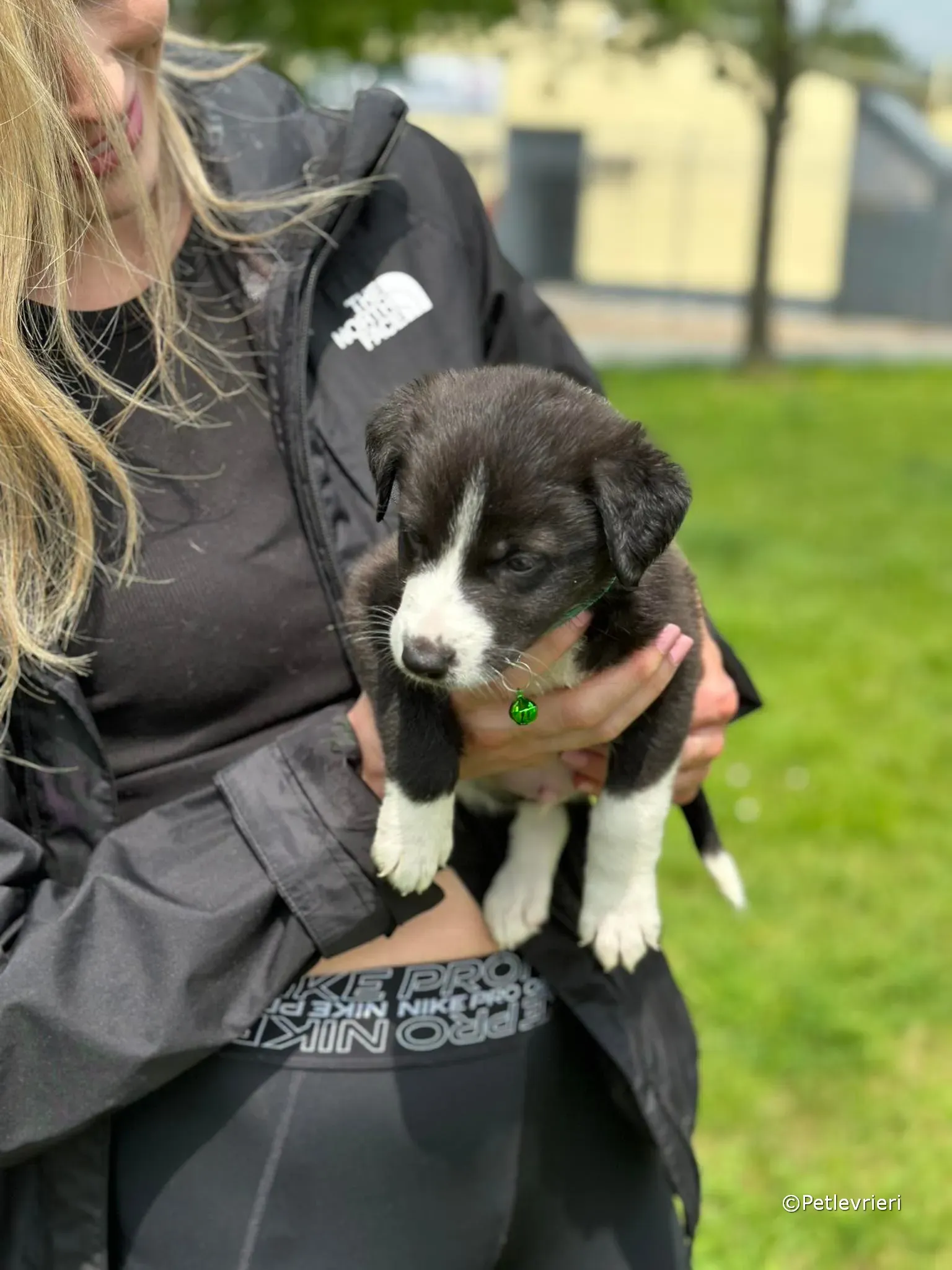 wesley adozione greyhound petlevrieri 44