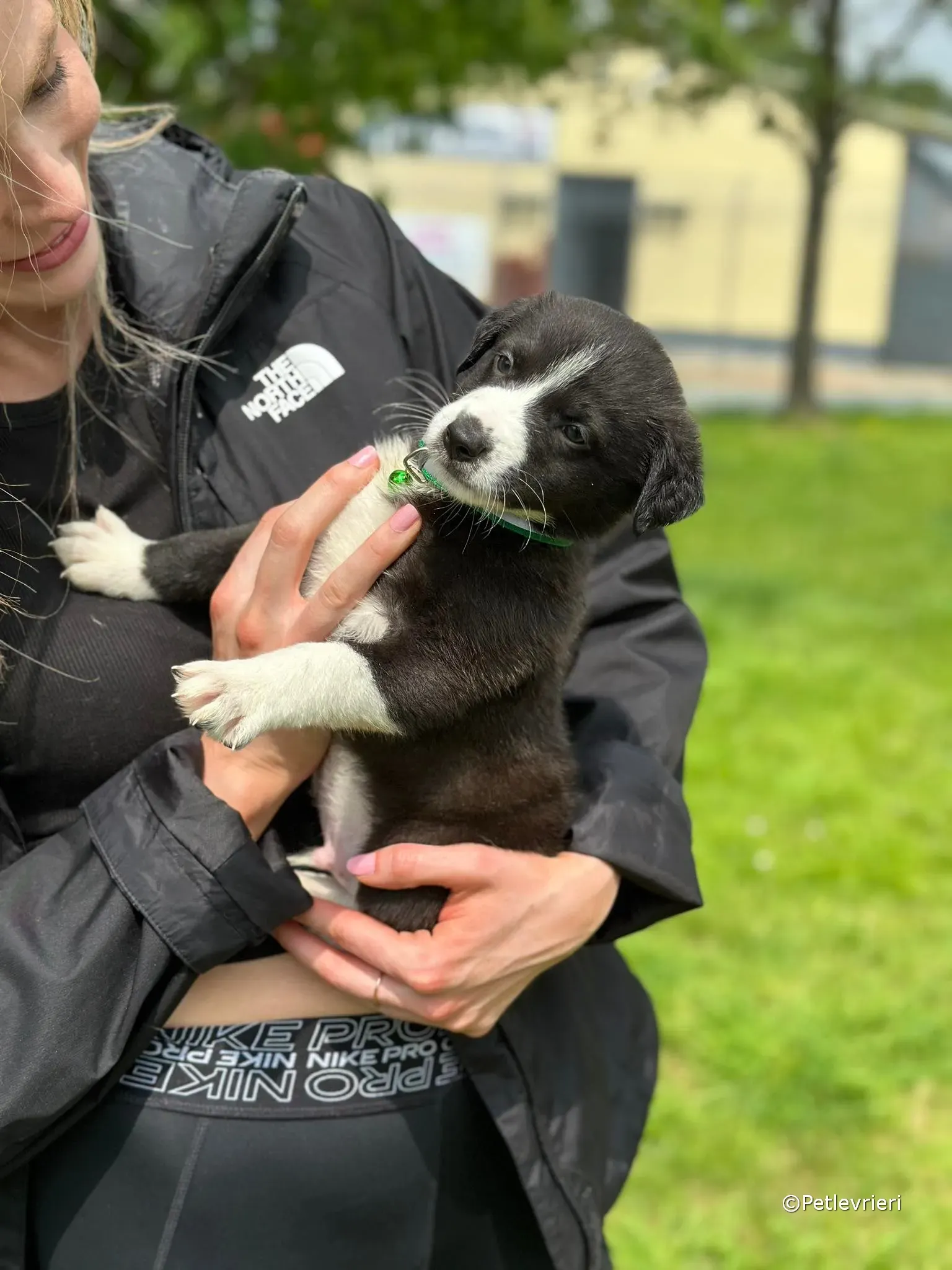 wesley adozione greyhound petlevrieri 45