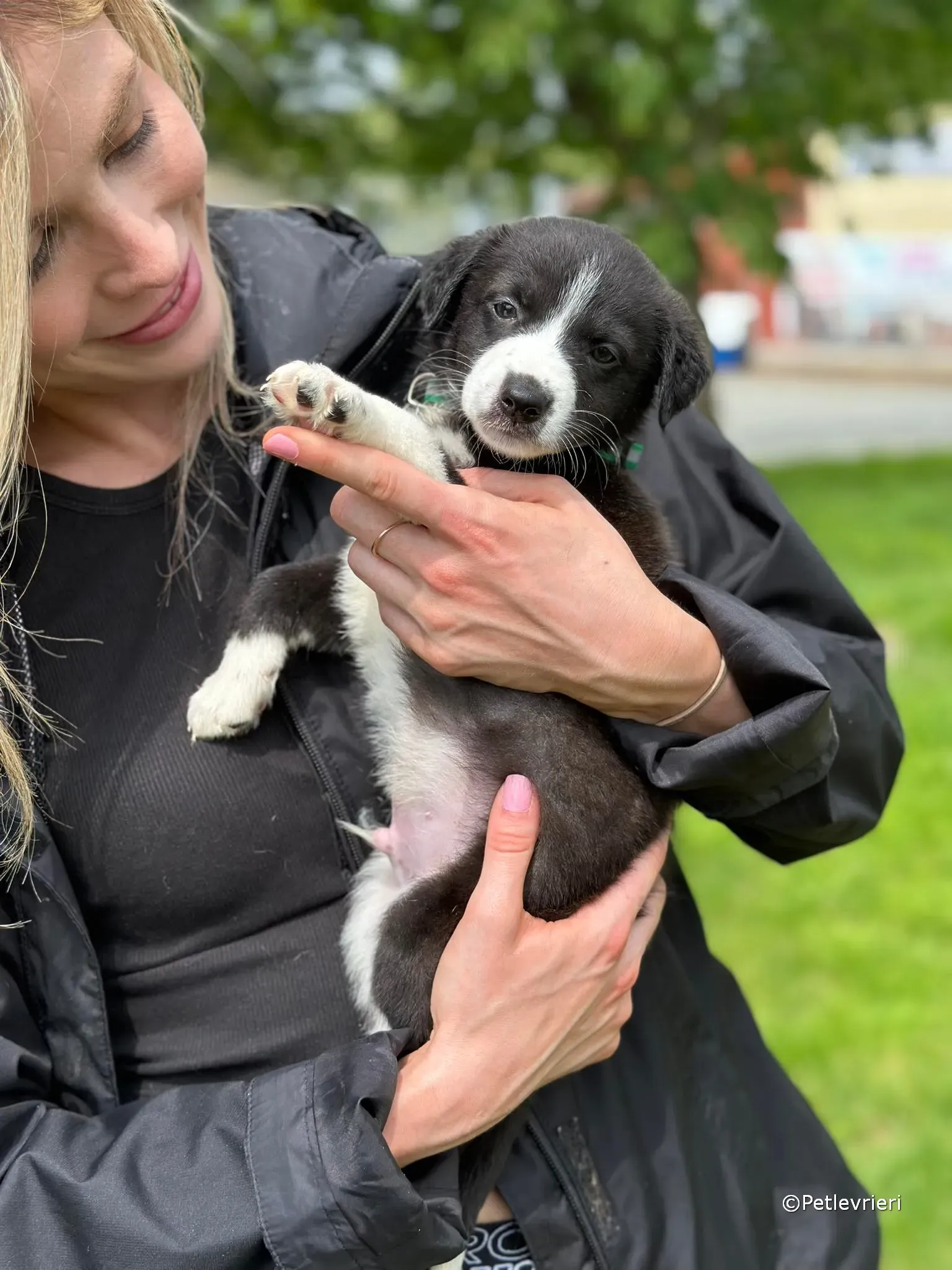 wesley adozione greyhound petlevrieri 46