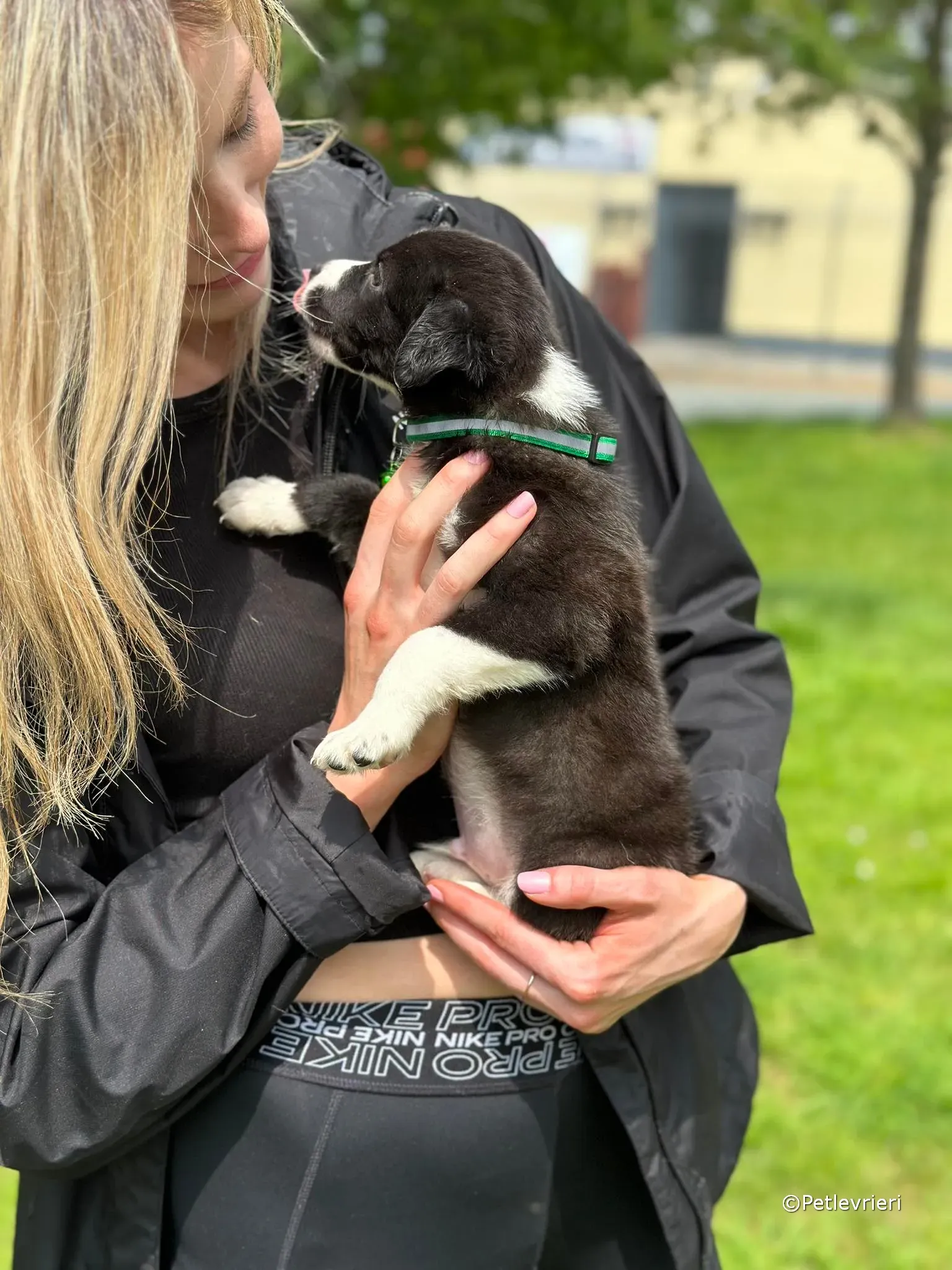 wesley adozione greyhound petlevrieri 50