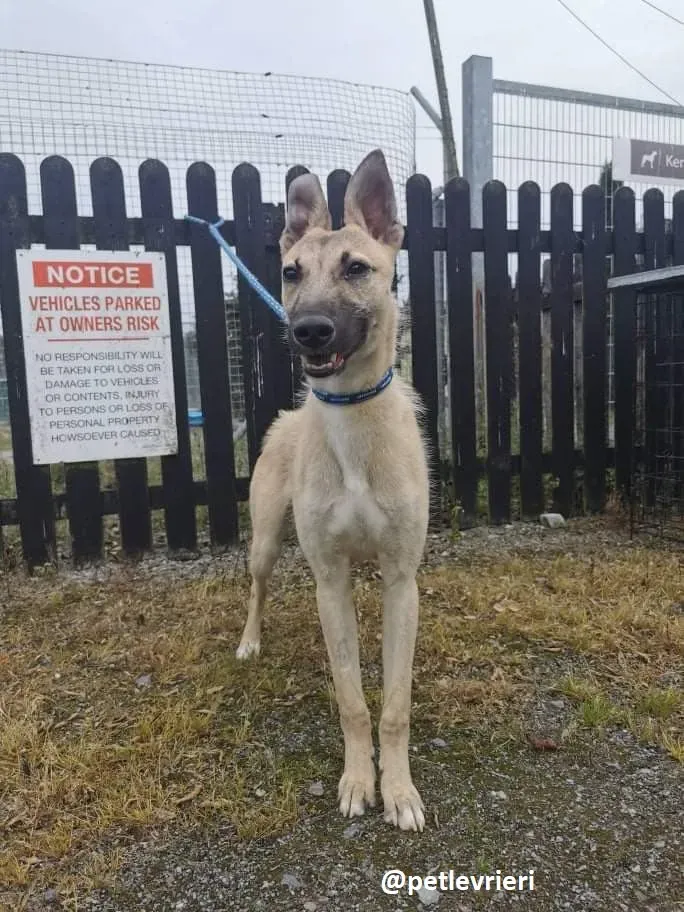 wheeler lurcher deerhound 1