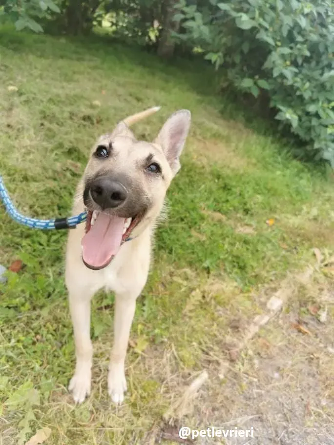 wheeler lurcher deerhound 10