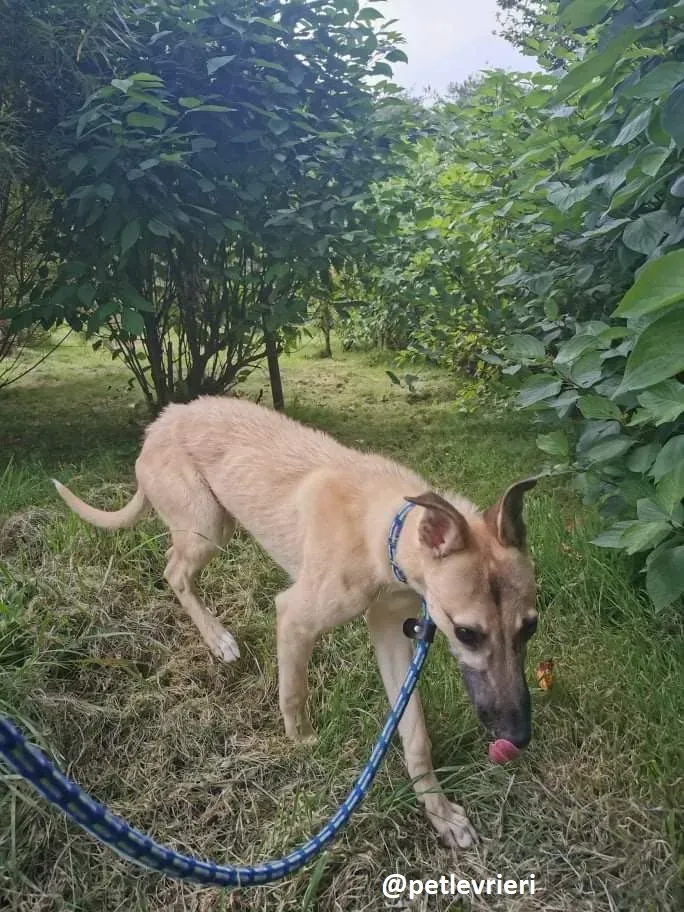 wheeler lurcher deerhound 11