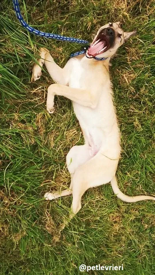 wheeler lurcher deerhound 12