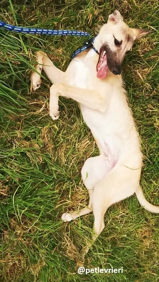 wheeler lurcher deerhound 13