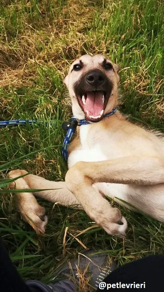 wheeler lurcher deerhound 14