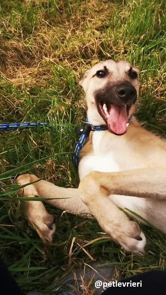 wheeler lurcher deerhound 15