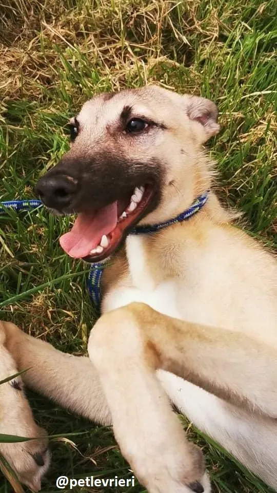 wheeler lurcher deerhound 16