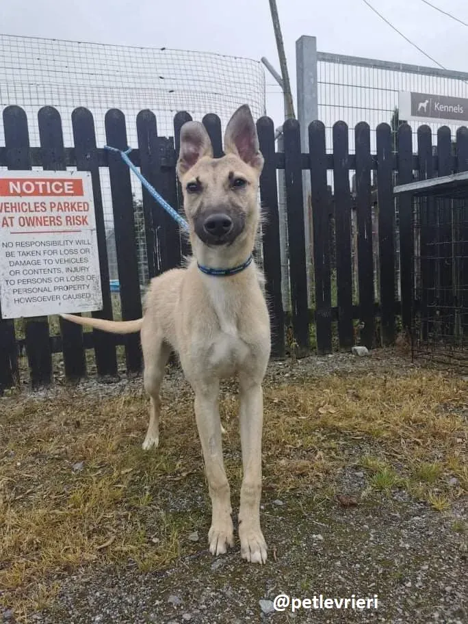 wheeler lurcher deerhound 2