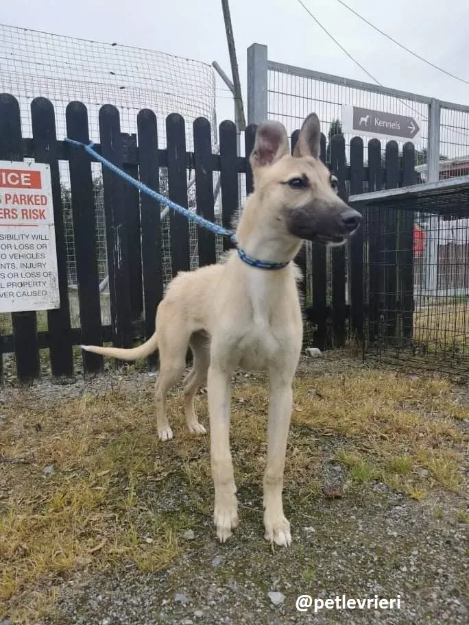 wheeler lurcher deerhound 3
