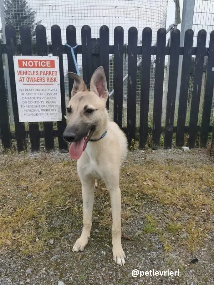 wheeler lurcher deerhound 5