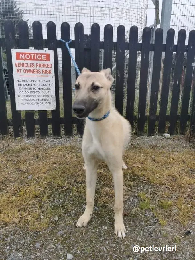 wheeler lurcher deerhound 6