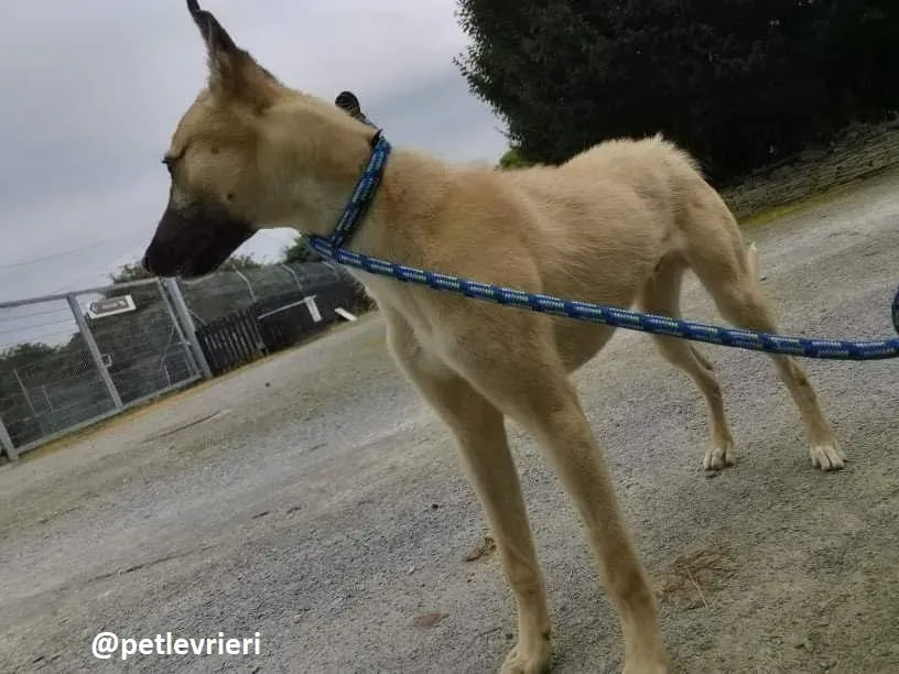 wheeler lurcher deerhound 7