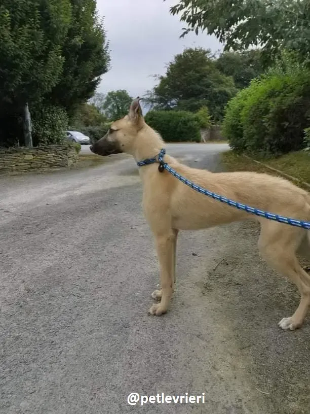 wheeler lurcher deerhound 8