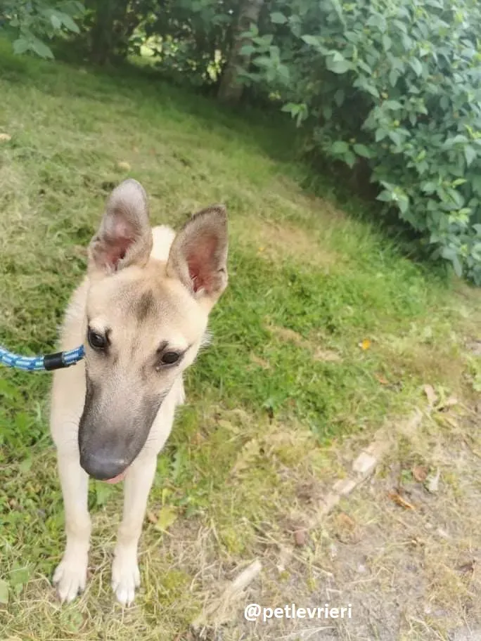 wheeler lurcher deerhound 9